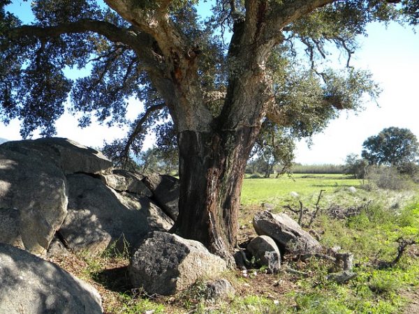 Alcornoque fagus fagaceas