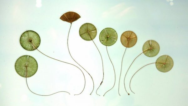 niveles de organización vegetal
