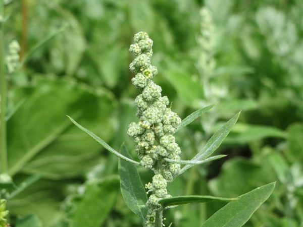 caryophyllaceas