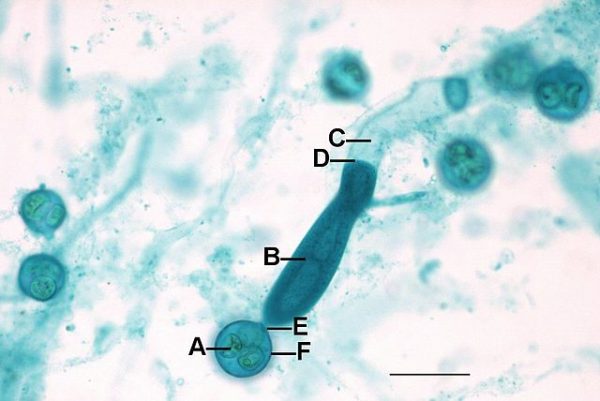 oomicetes saprolegnia
