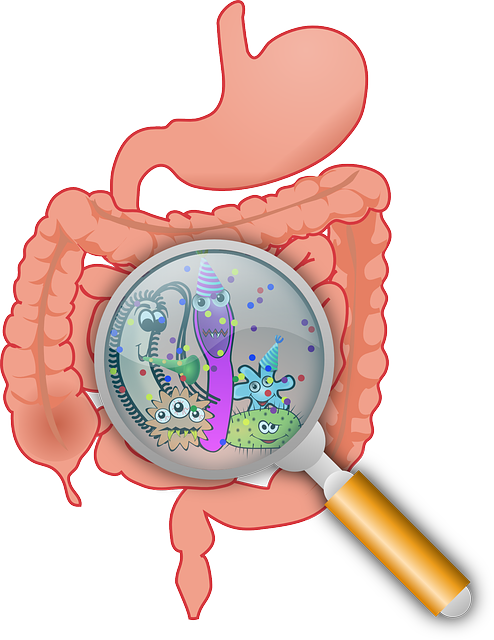 intestino prebiótico