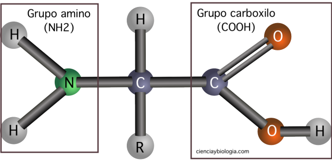 estructura aminoácidos