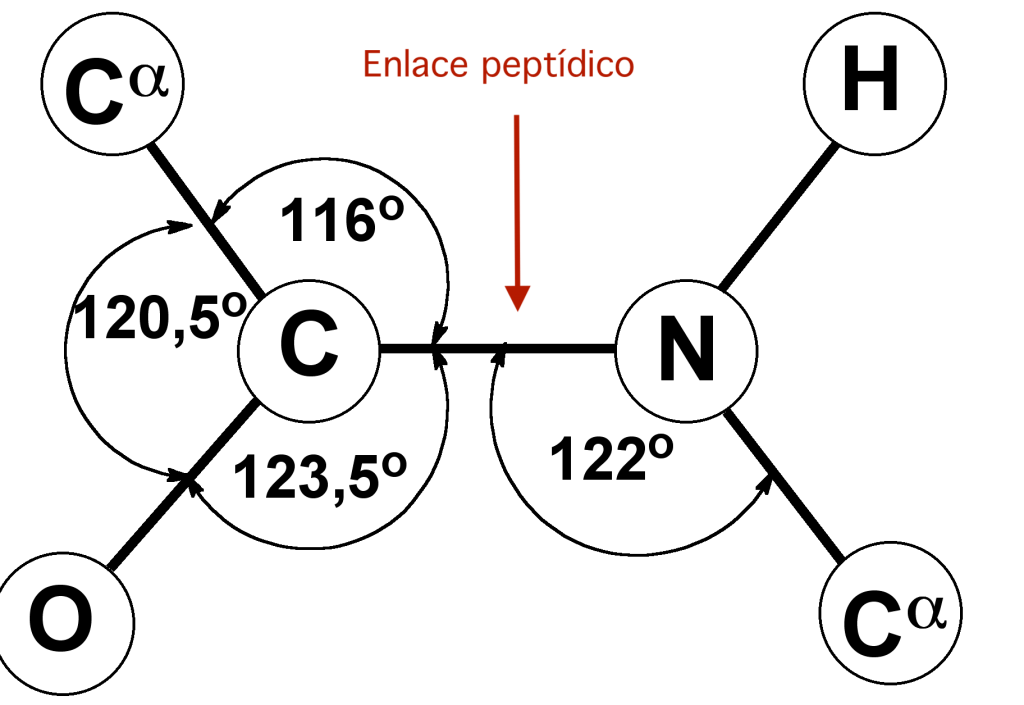 enlace peptidico