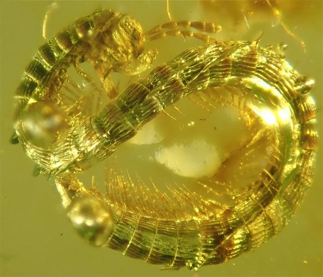 nueva especie de milpies