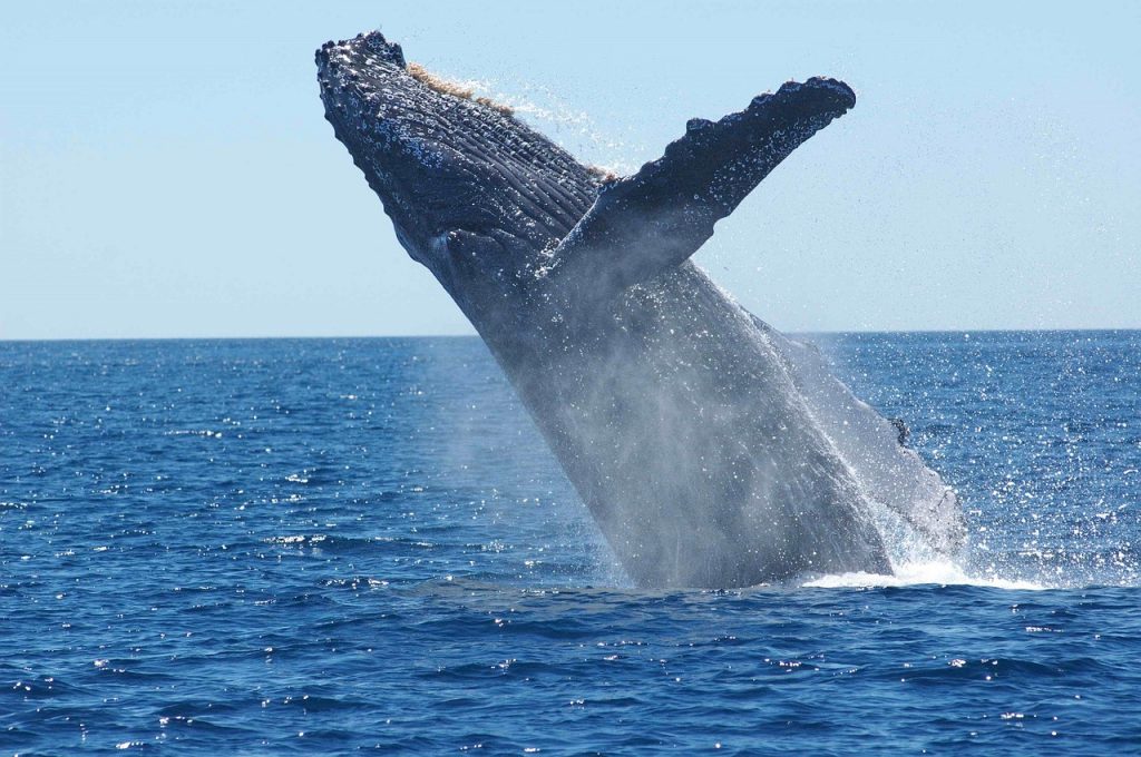 caza de ballenas