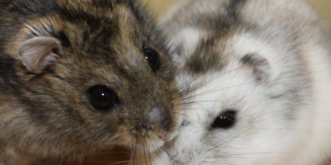 hamster siberiano ritmos día noche