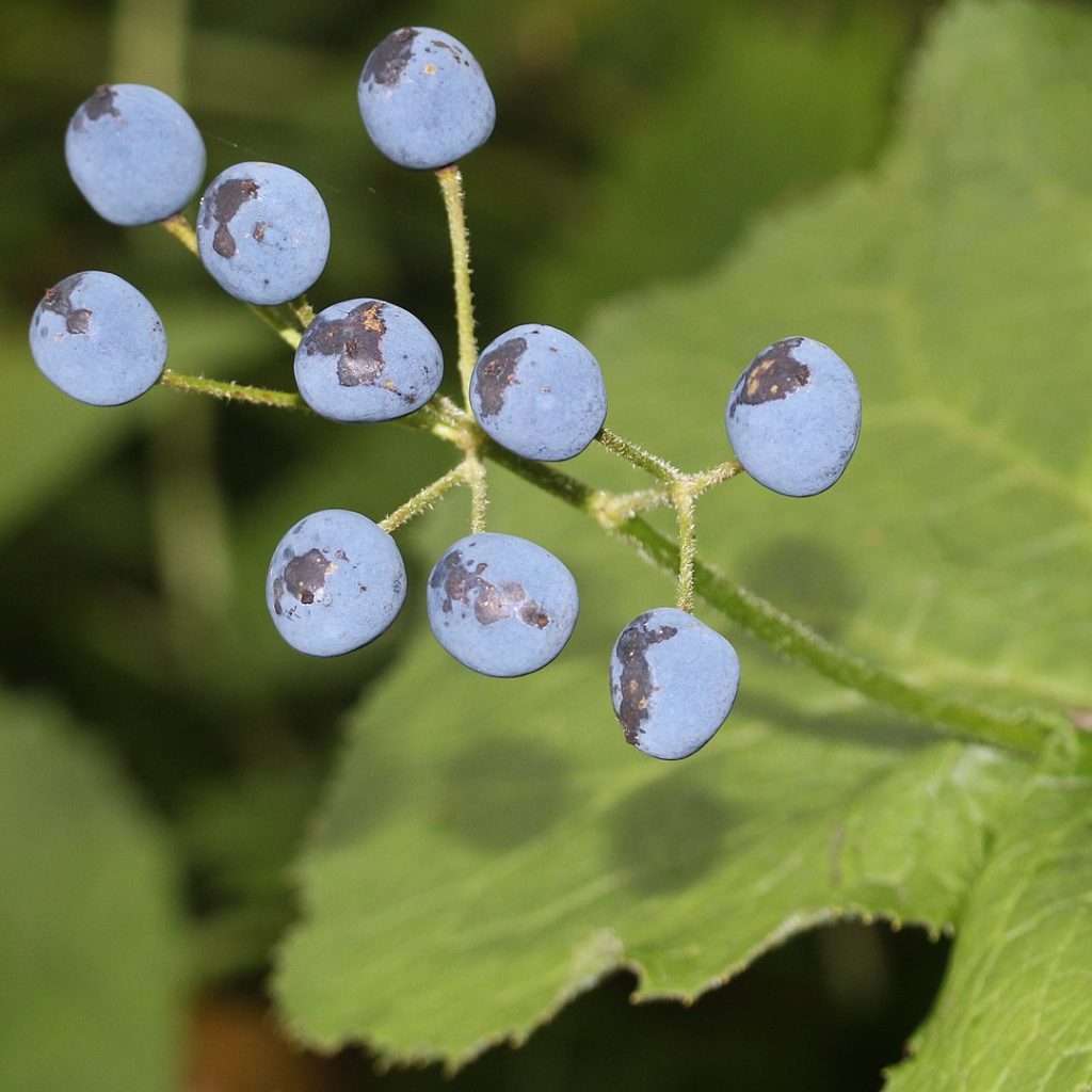 diphylleia grayi frutos
