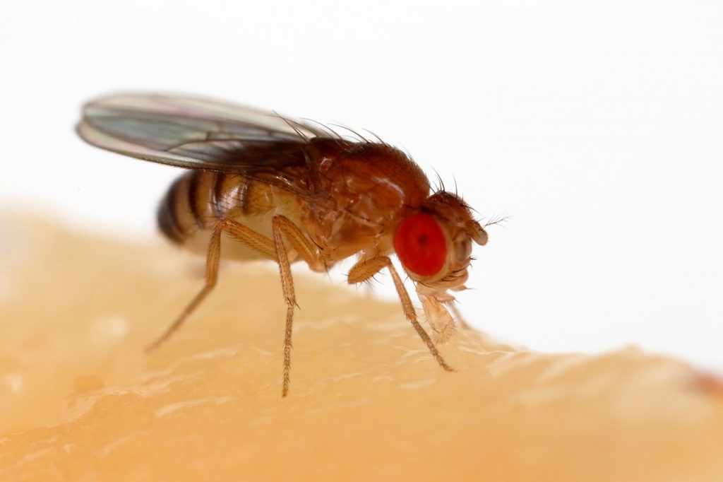 dolor cronico insectos