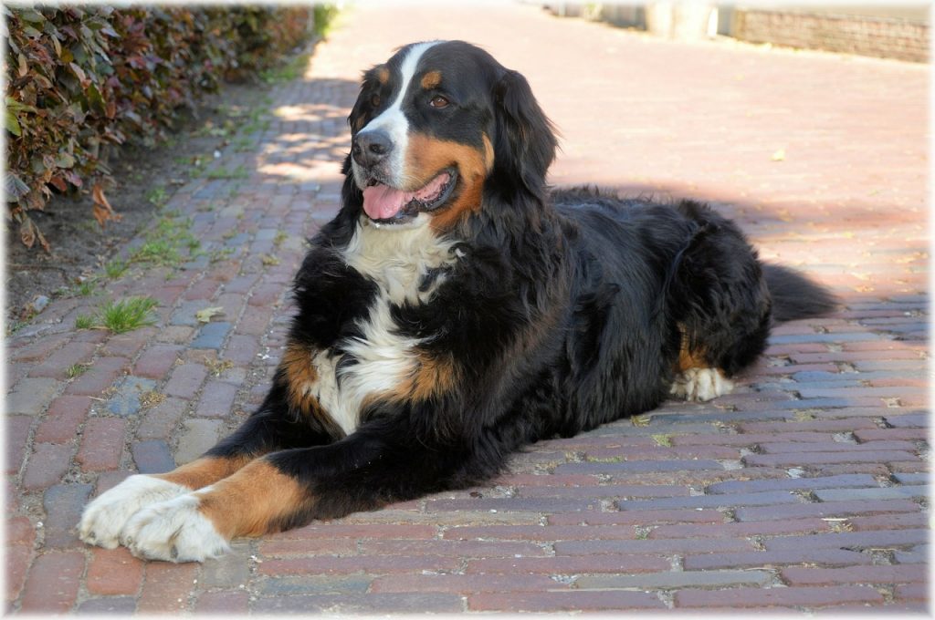 perro