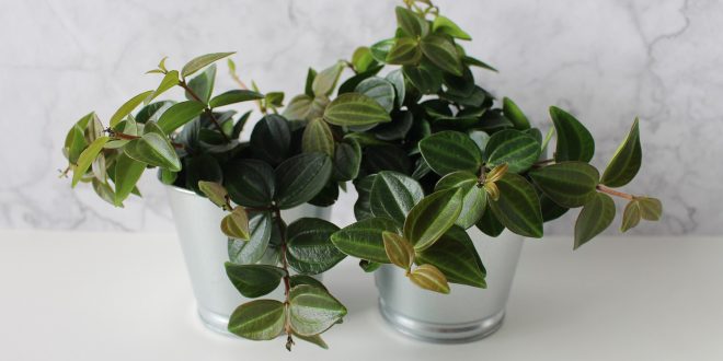 plantas interior calidad aire interior