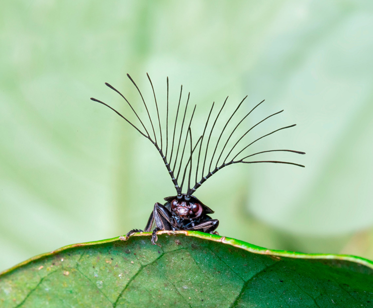 luciérnaga macho brasil
