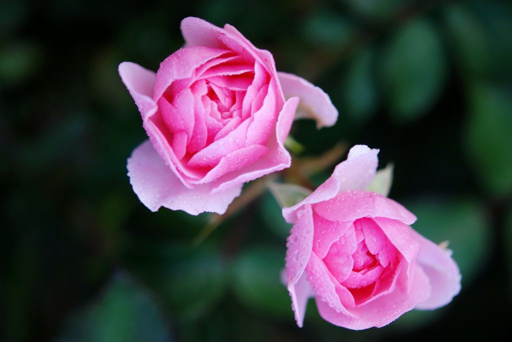 perfume de rosas para aprender durmiendo