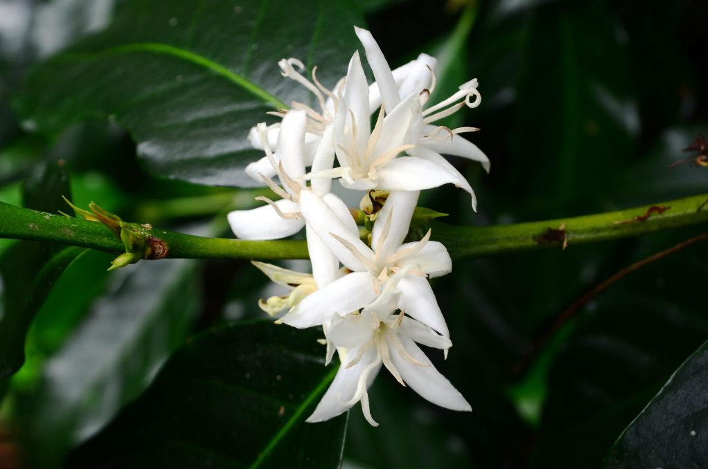 flor del café o cafeto