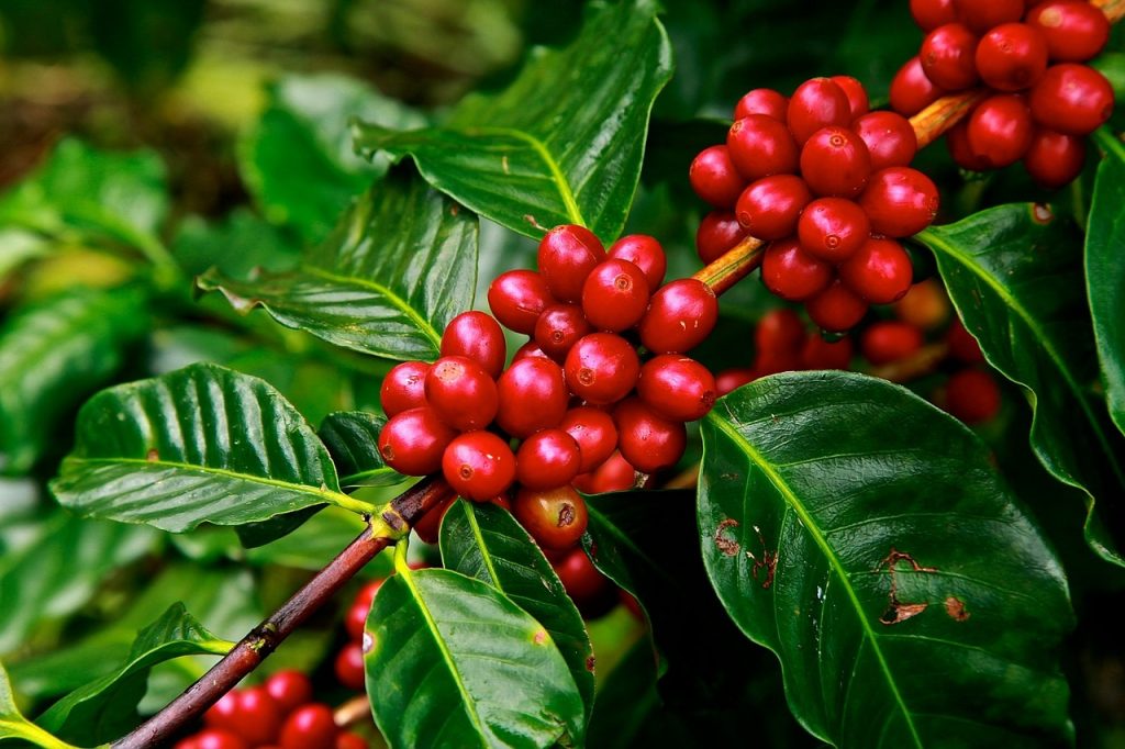 fruto del café