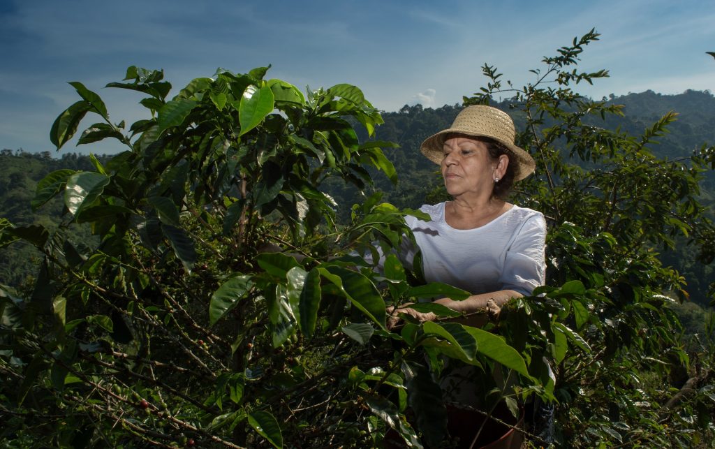 recolección café