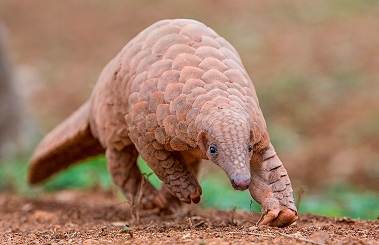 pangolin dia interncional