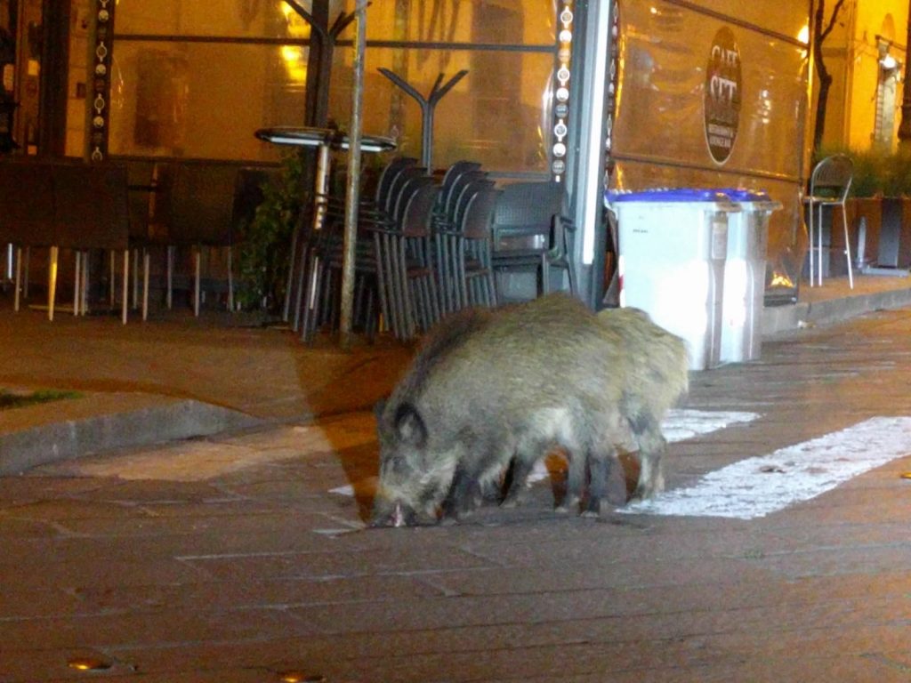 animales cuarentena