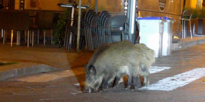 animales cuarentena