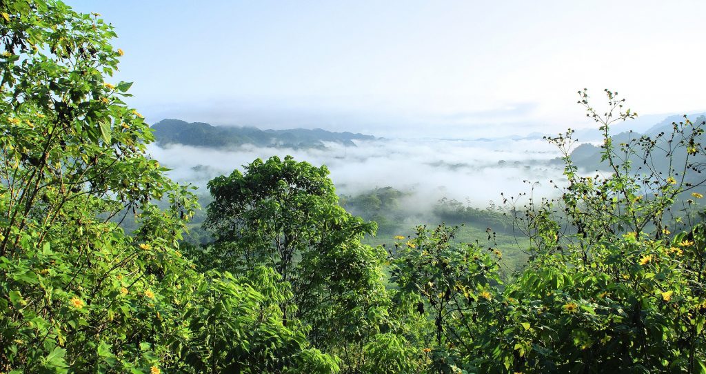 amazonas deforestación