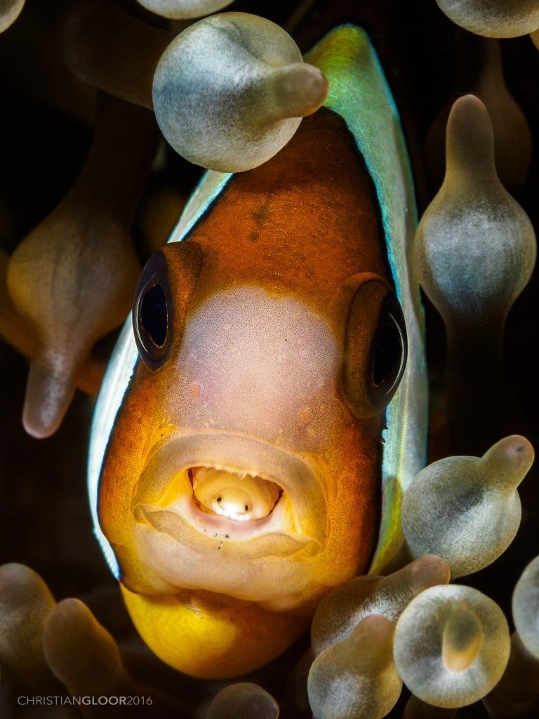 cymothoa exigua - isopodo que come lenguas de peces (pez payaso)