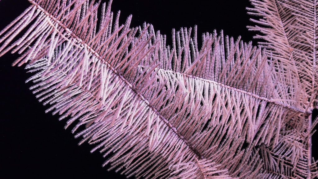 Coral negro Gran Barrera de coral