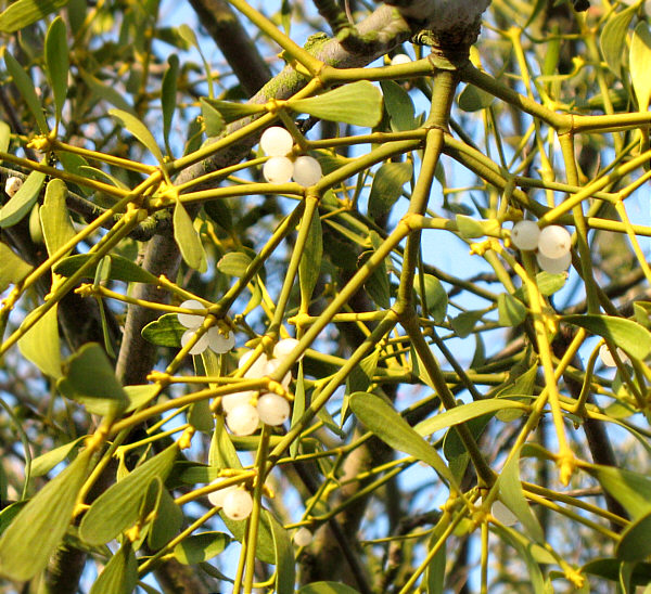 frutos del muérdago