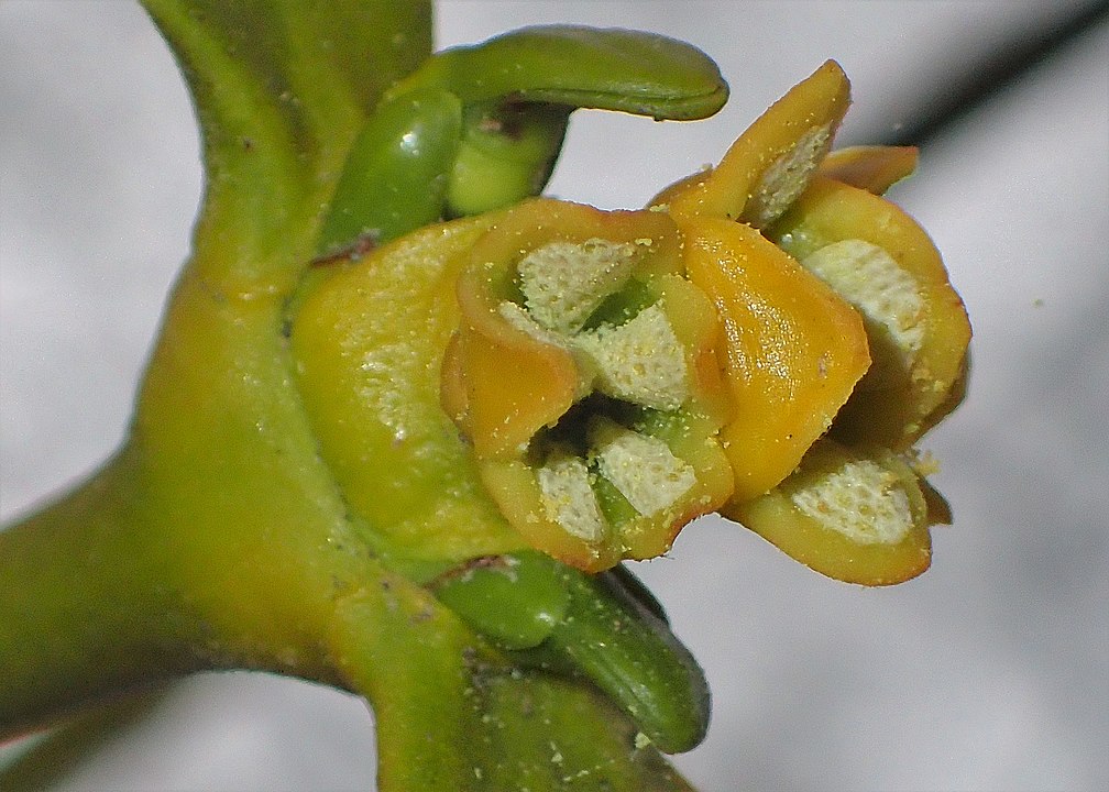 flor del muérdago