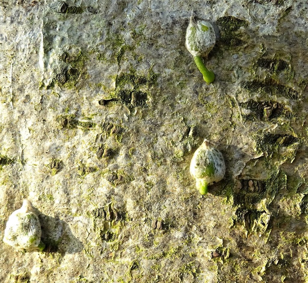 semillas de muérdago germinando