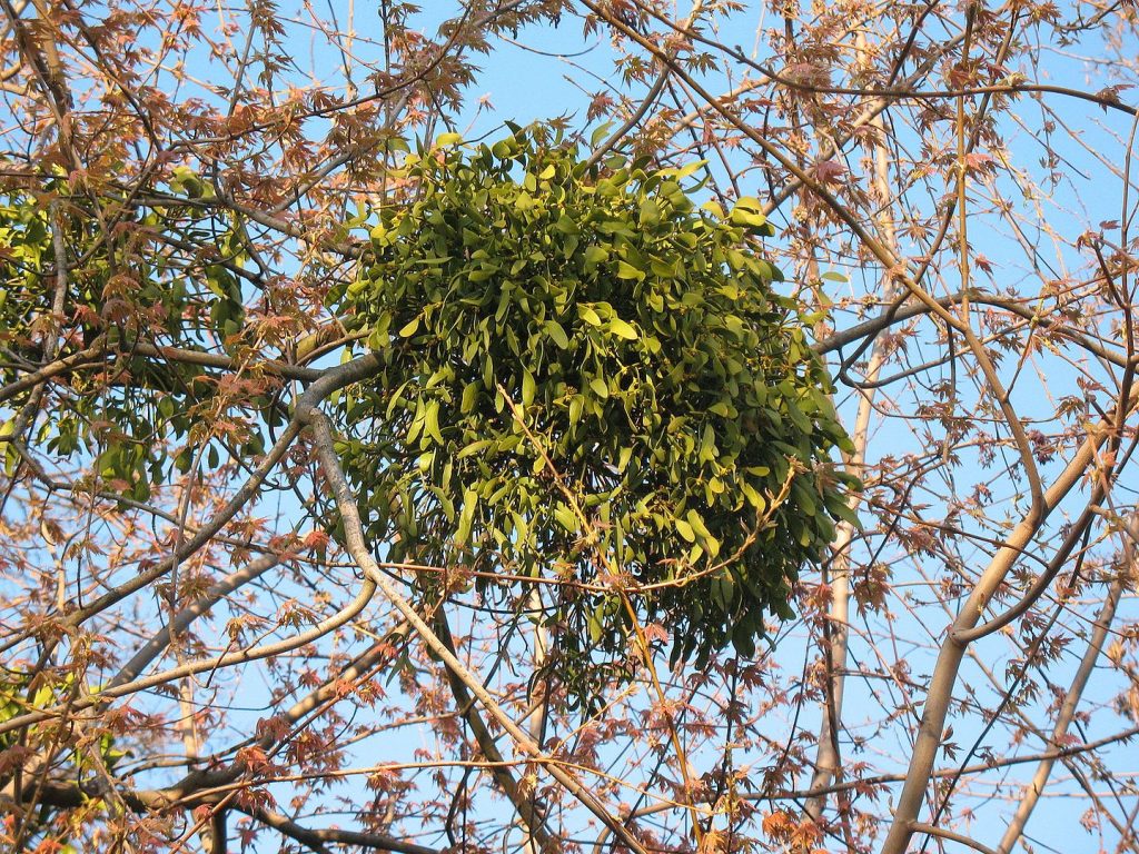 muérdago sobre árbol en primavera