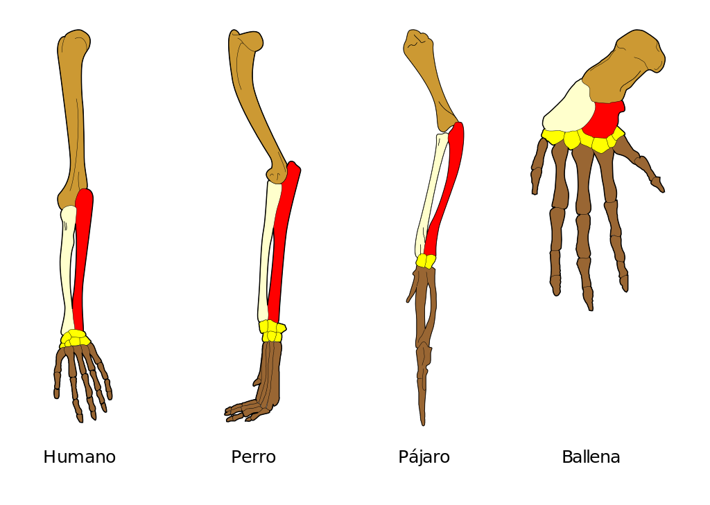 órganos homólogos