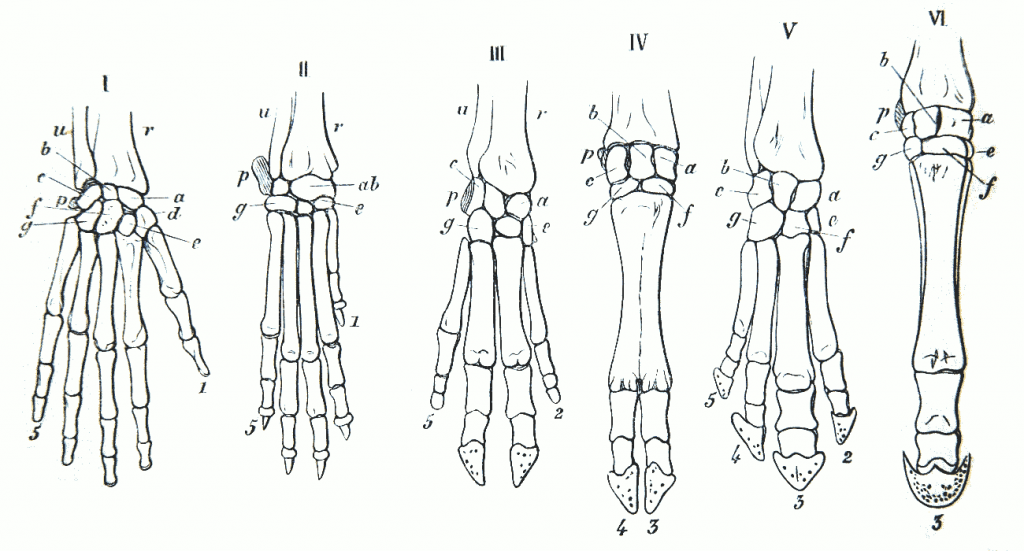 homología de la mano