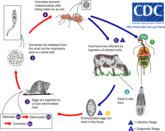 ciclo vital de los platelmintos