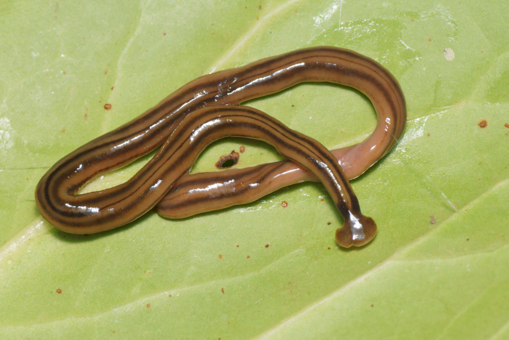 planaria cabeza de martillo