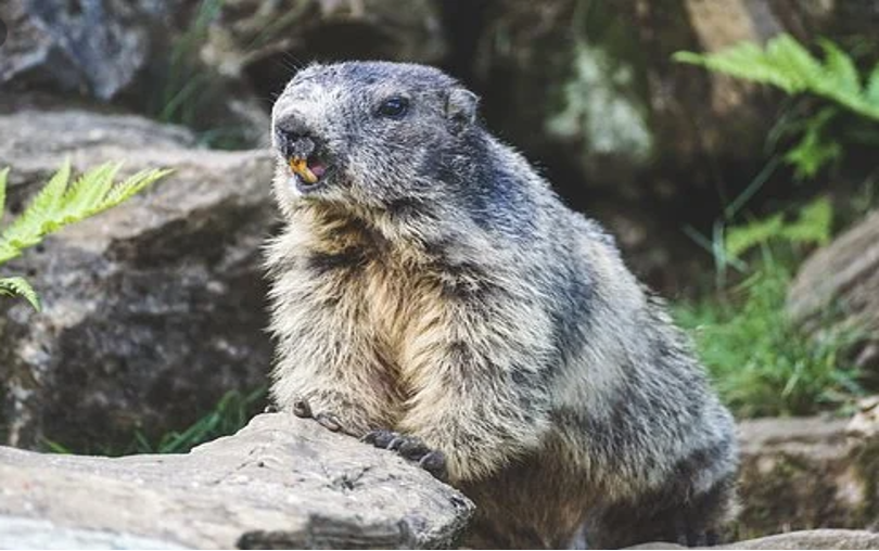 peste negra marmotas