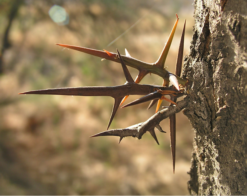 mecanismo de defensa de las plantas acacia negra