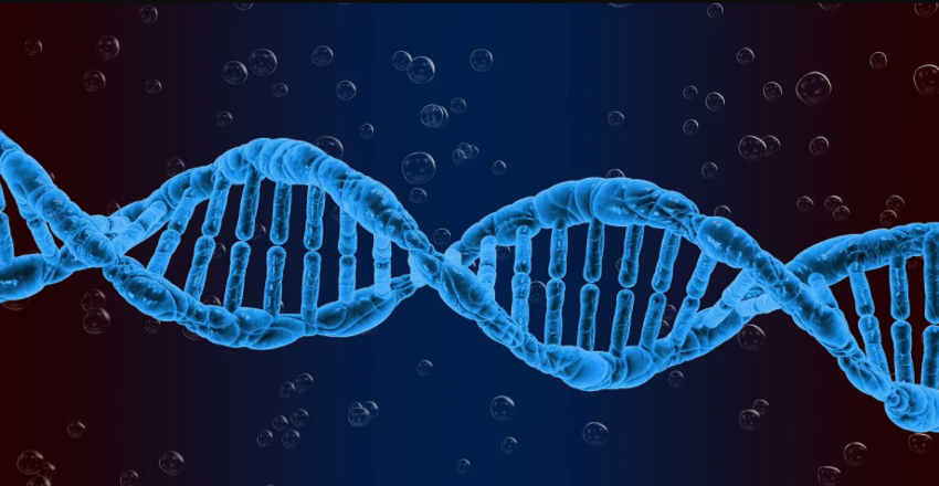 El adn se amplifica para el test de pcr