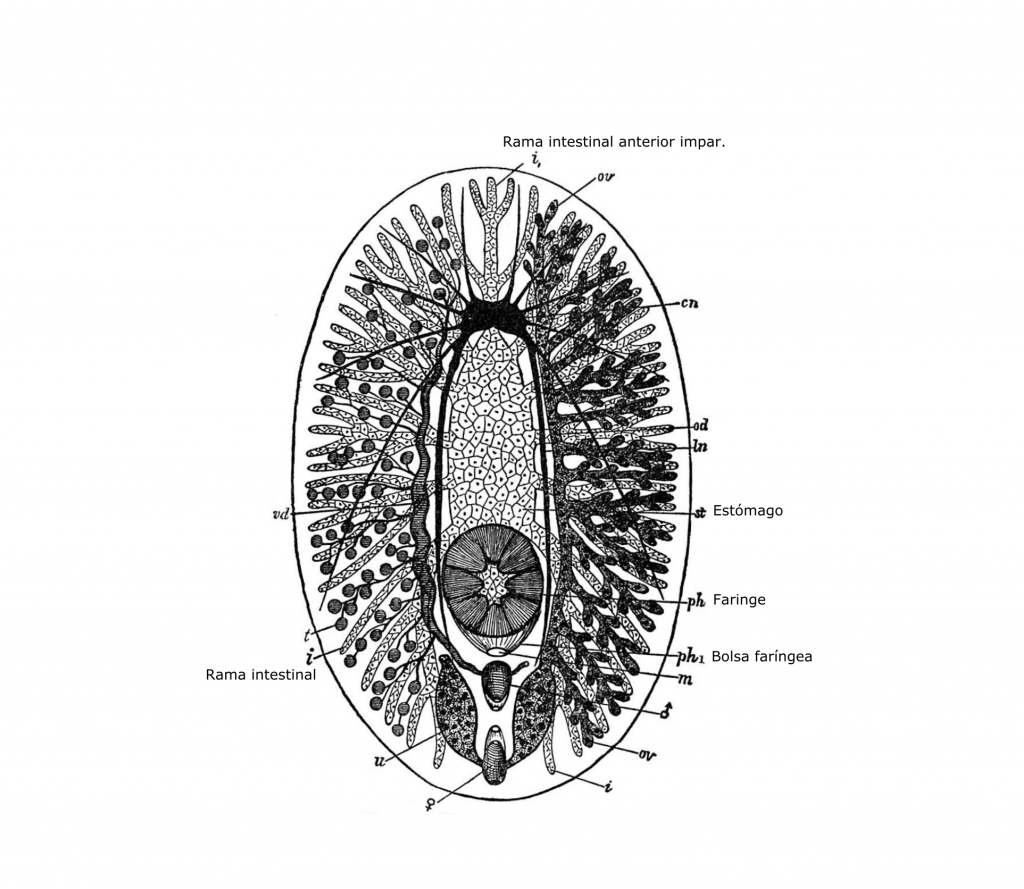 planarias