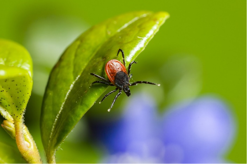 garrapatas en la vegetación
