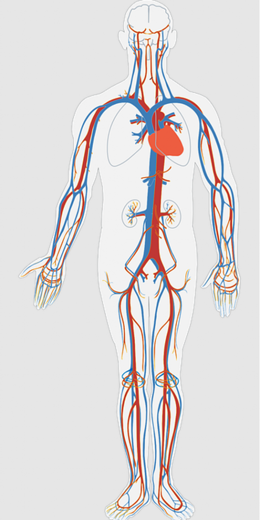 sistemas del cuerpo humano