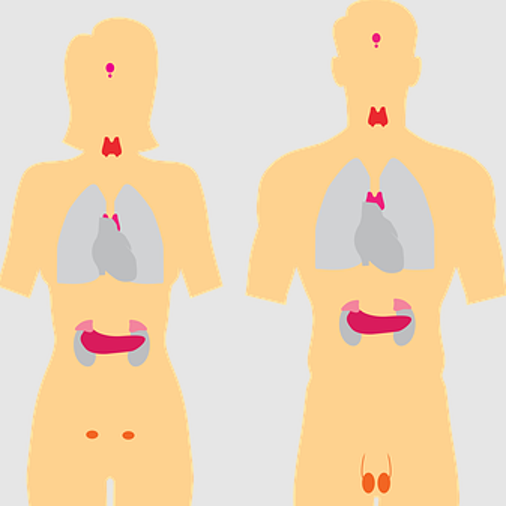 sistema del cuerpo humano