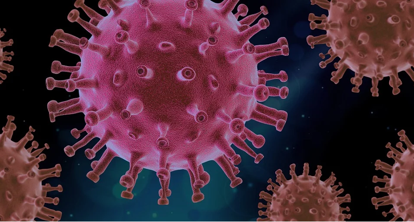 clasificación de los virus
