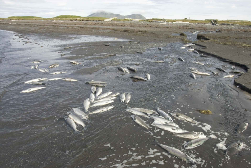 peces muertos por eutrofización