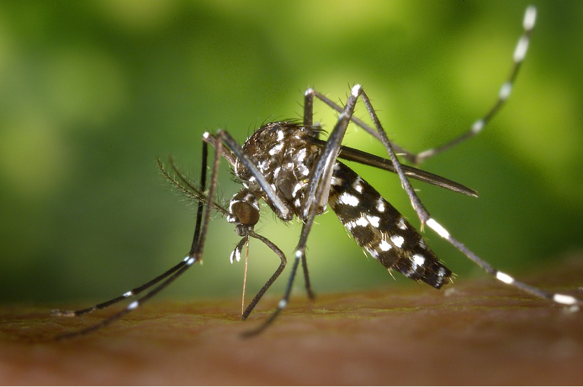 mosquito tigre, uno de los mosquitos clasificado como especies invasoras