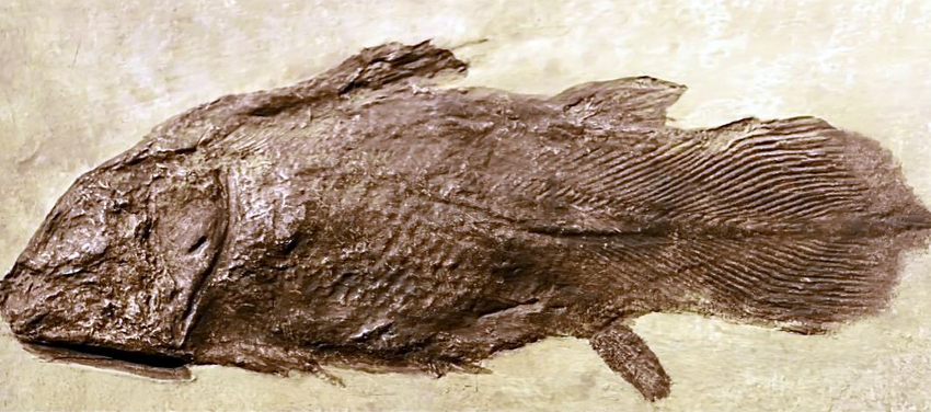 celacanto