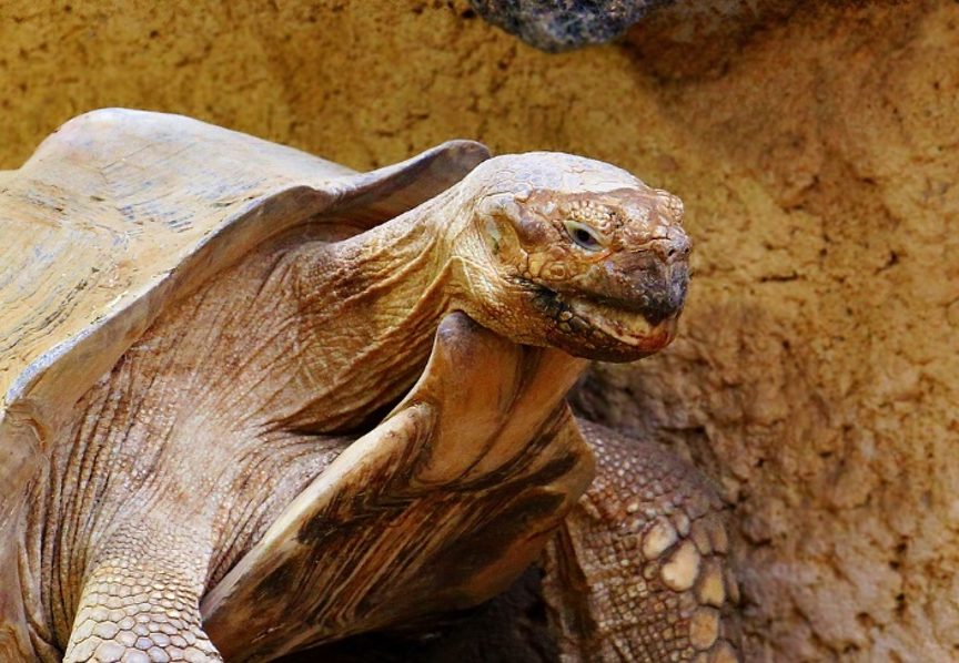 reptiles más longevos