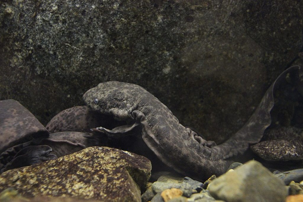 animales más longevos - anfibios