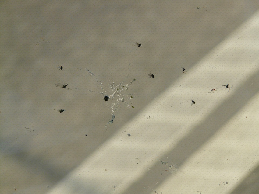 declive de los insectos