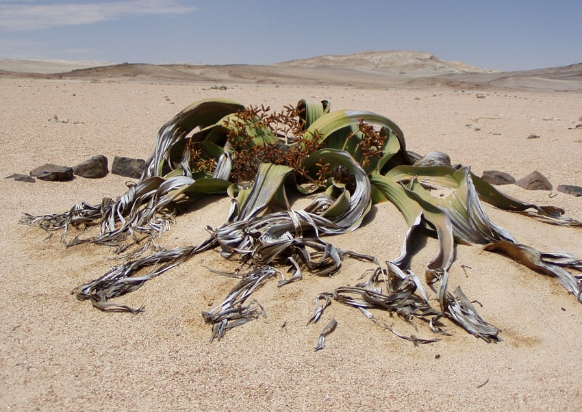 plantas más longevas