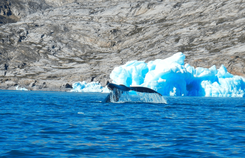 ballena animal mas longevo