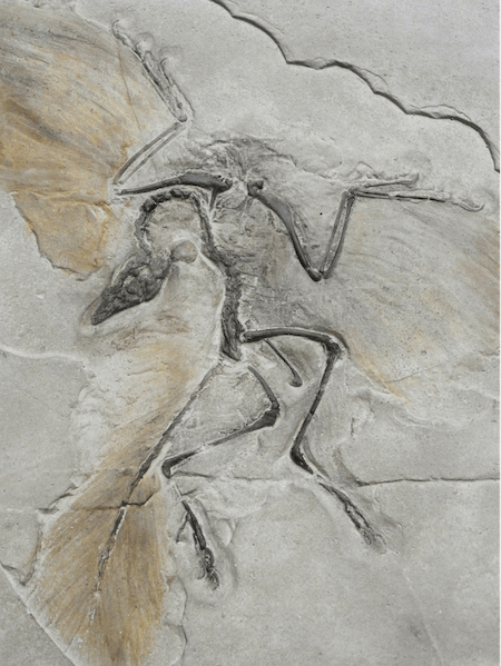 aves y dinosaurios, parentesco